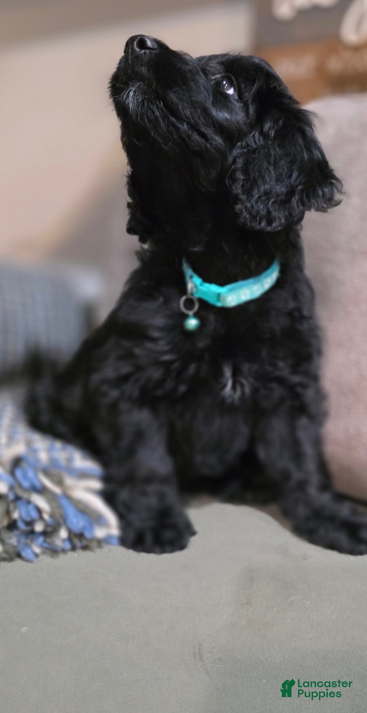 Mini Goldendoodle dogs Sebri - Ad 1