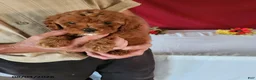Cavapoo dogs for sale: Tara - Ad 3