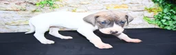 Great Dane dogs for sale: Janie - Ad 6