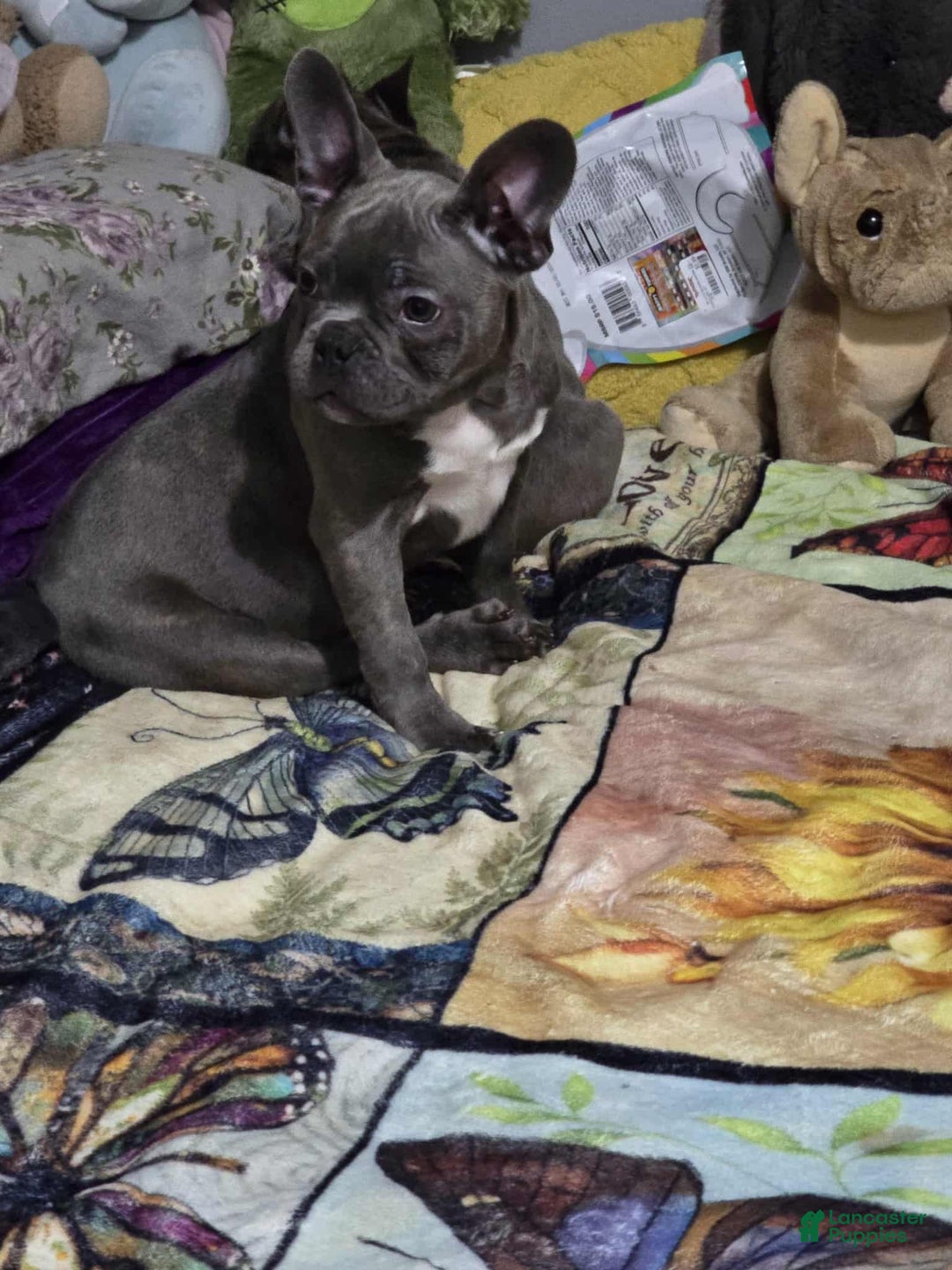 Mixed Breed dogs for sale: Mixed Breed Puppy 1 - Ad 1