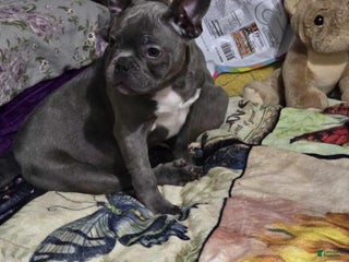 Mixed Breed dogs Mixed Breed Puppy 1 - Ad 34