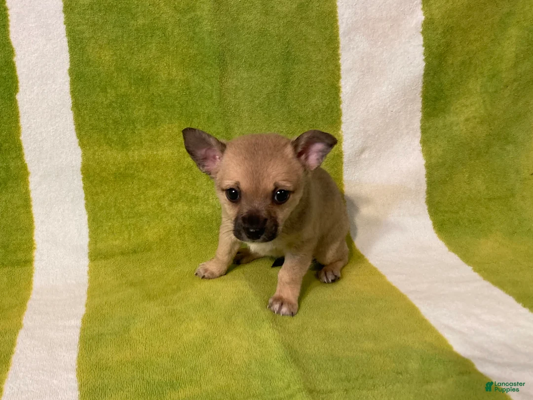 Chihuahua dogs for sale: Maisy - Ad 4