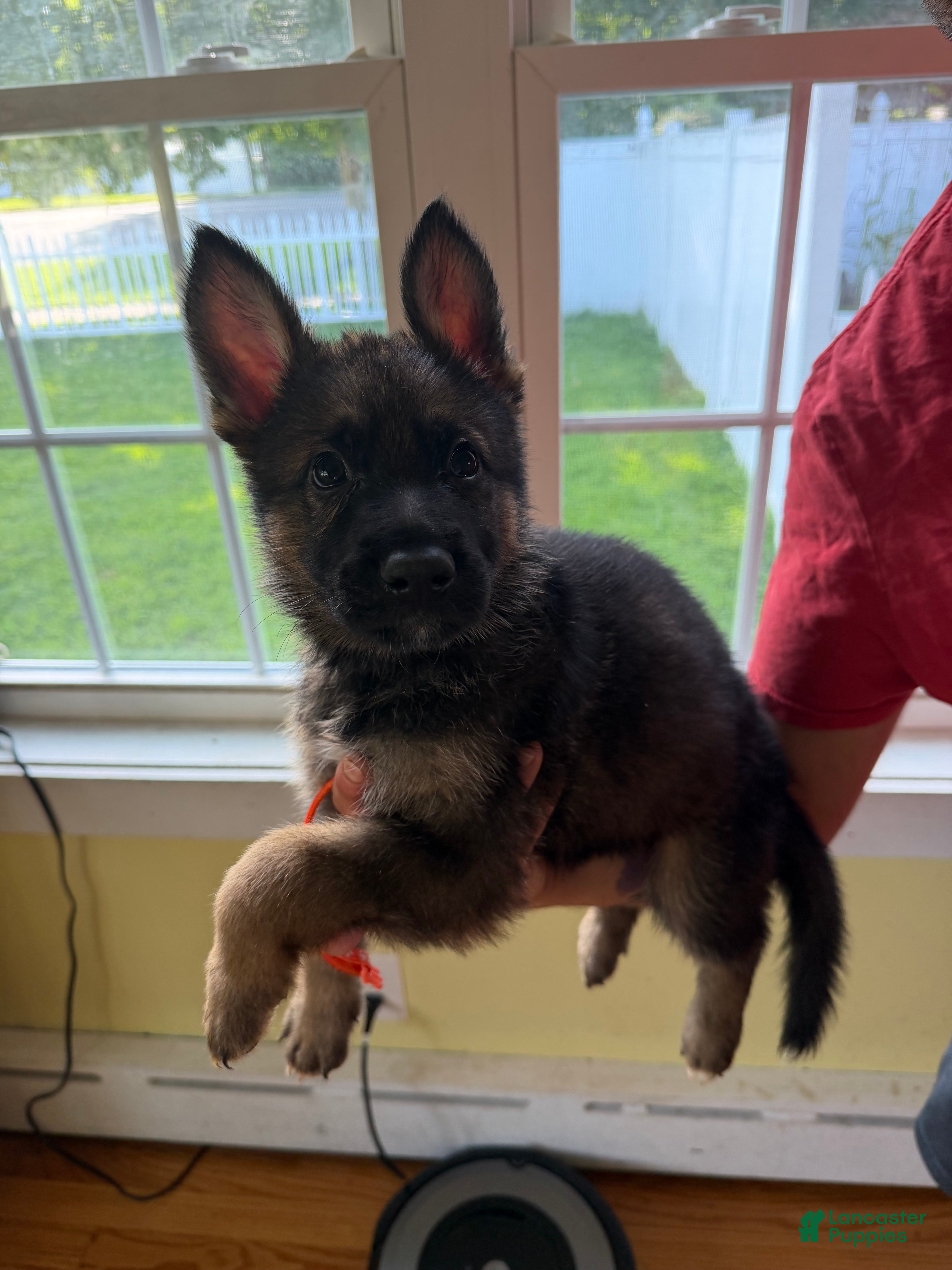 German Shepherd dogs for sale: Orange - Ad 1
