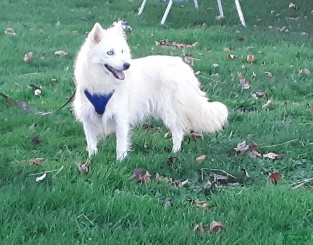 Pomsky dogs for sale: Winnie - Ad 4