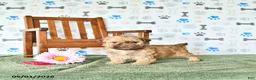 Shihpoo dogs for sale: Ollie - Ad 1