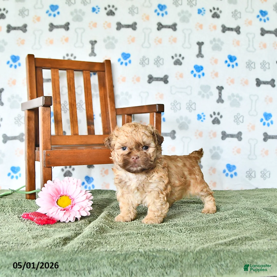 Shihpoo dogs for sale: Ollie - Ad 1