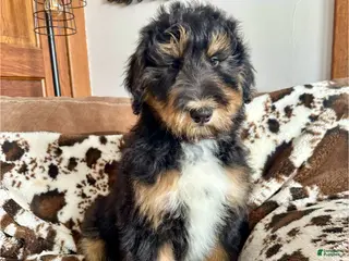 Mixed Breed dogs Lenny - Ad 13
