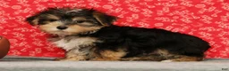 Morkie dogs for sale: Zeke - Ad 5