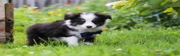 Toy Australian Shepherd dogs for sale: Dylan - Ad 6