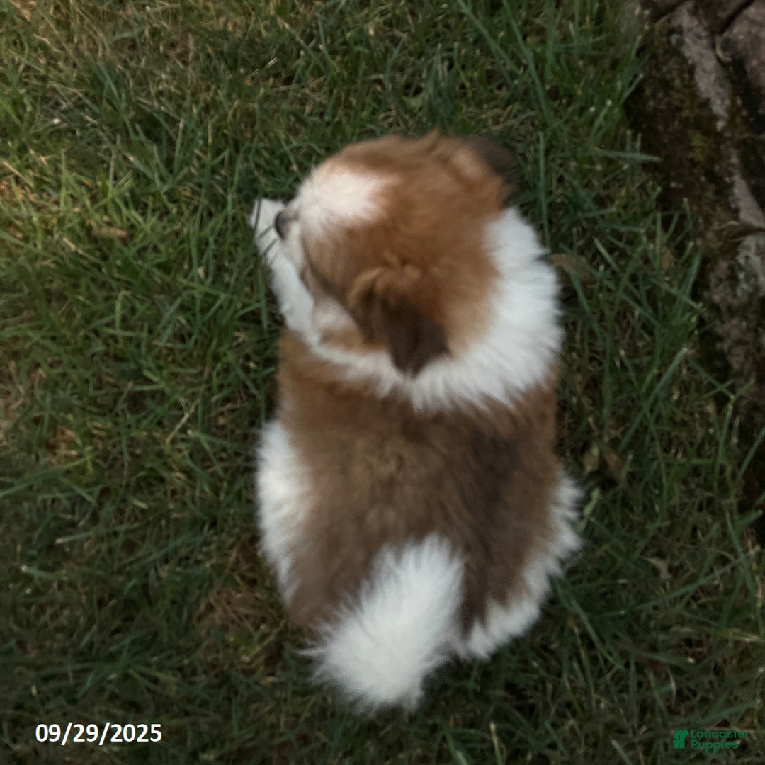 Pomeranian dogs for sale: Surprise Package - Ad 9