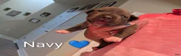 American Bully dogs for sale: American Bully 3 - Ad 2