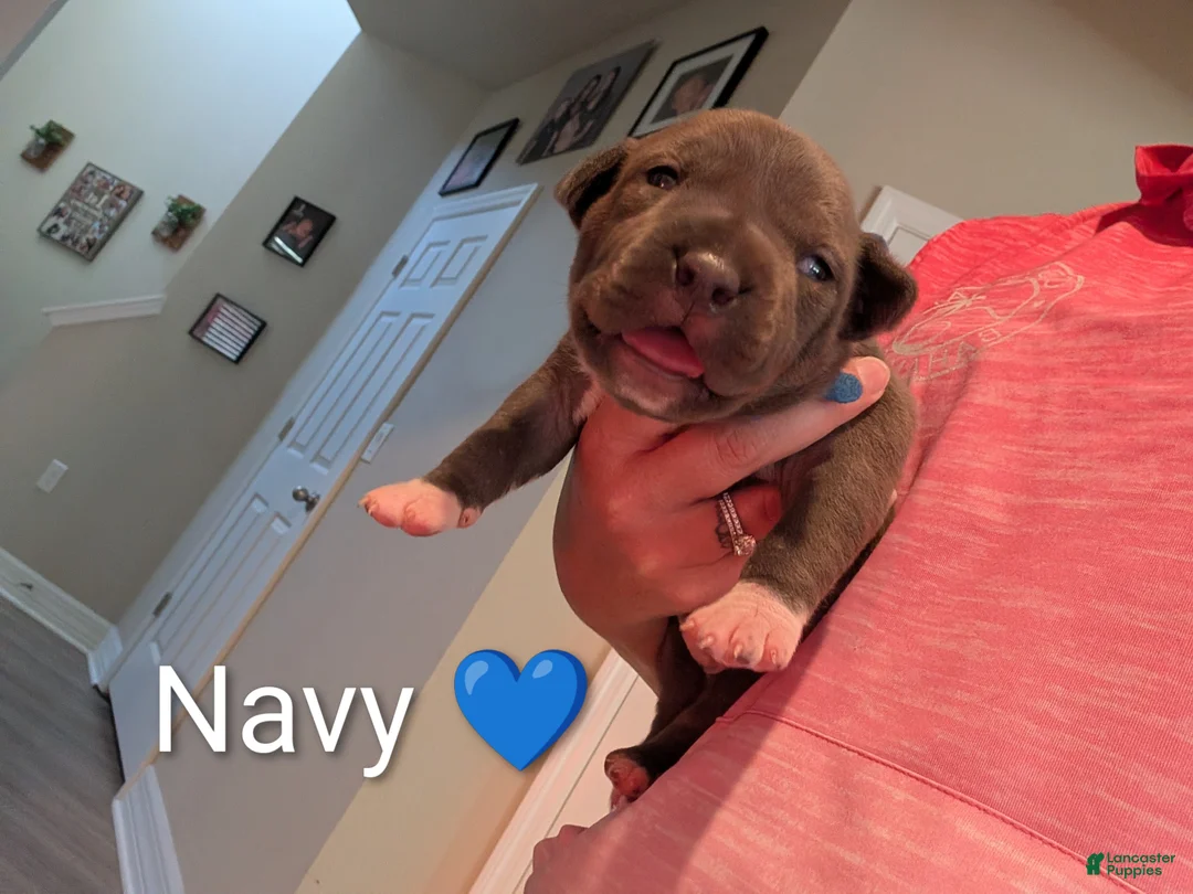 American Bully dogs for sale: American Bully 3 - Ad 2
