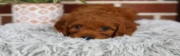 Cavapoo dogs for sale: Skye - Ad 5
