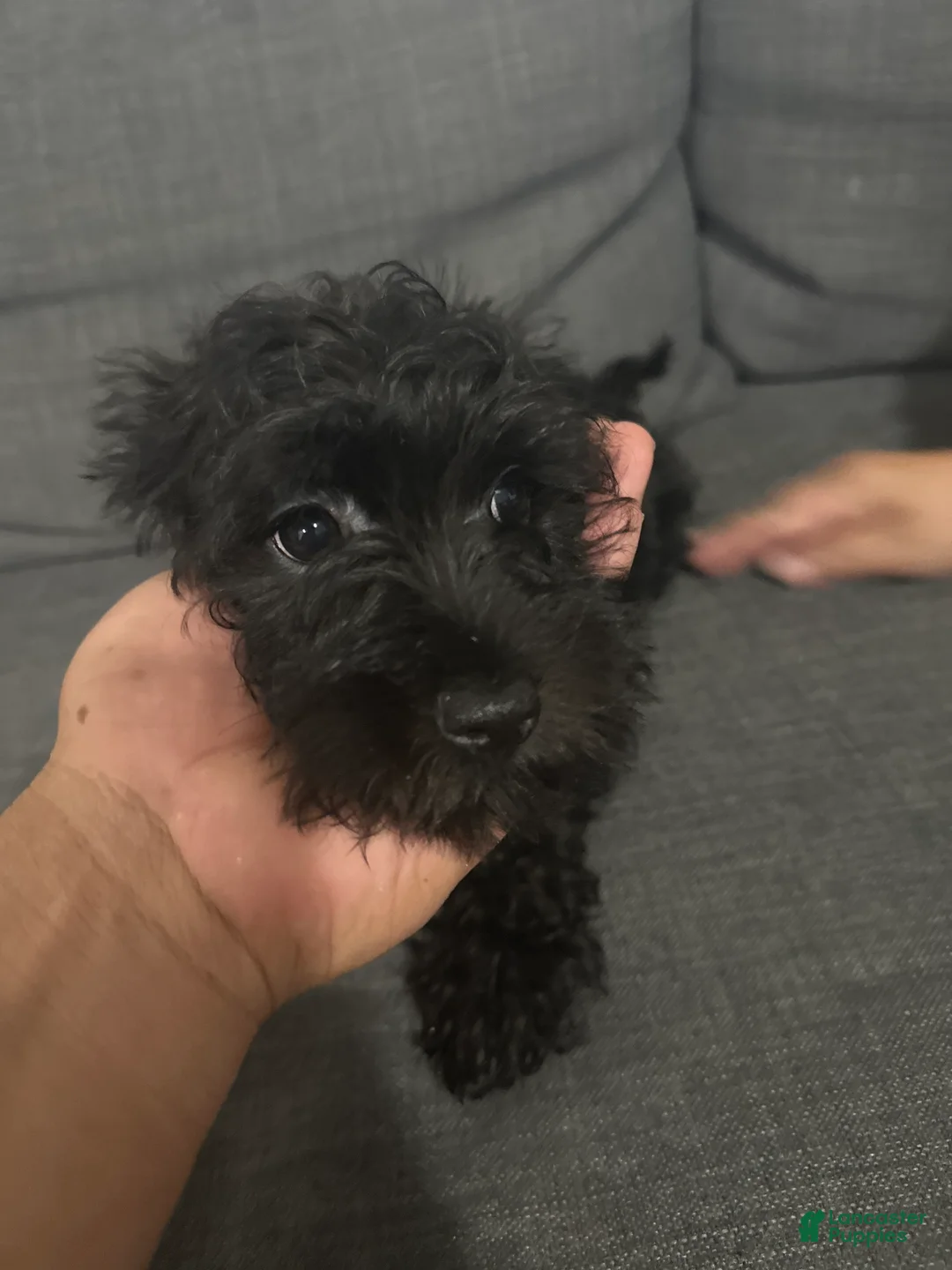 Schnoodle dogs for sale: Mini Schnauzer 4 female - Ad 1