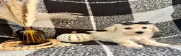 Schnoodle dogs for sale: Lacy - Ad 3