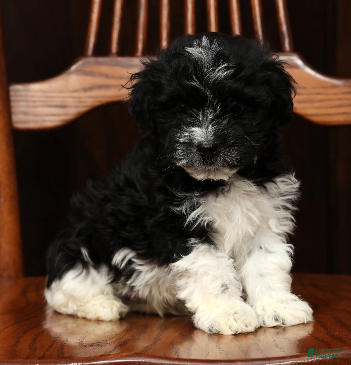 Havanese dogs Arthur - Ad 2