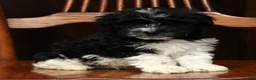 Havanese dogs for sale: Arthur - Ad 2