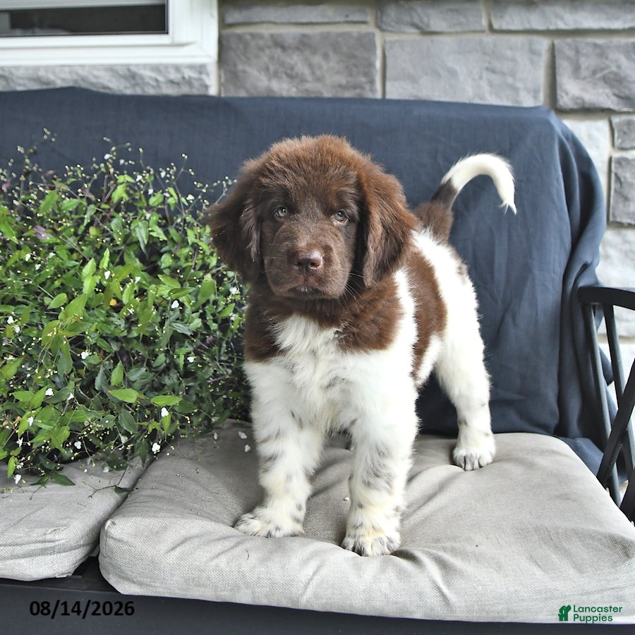 Newfoundland dogs Jade - Ad 1