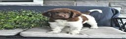 Newfoundland dogs for sale: Jade - Ad 6