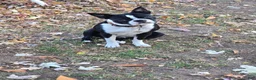 Mixed Breed dogs for sale: Frenchton female #1 - Ad 10
