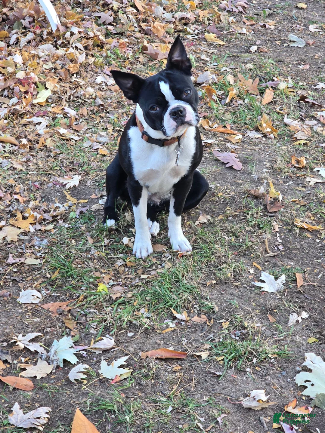 Mixed Breed dogs for sale: Frenchton female #2 - Ad 2