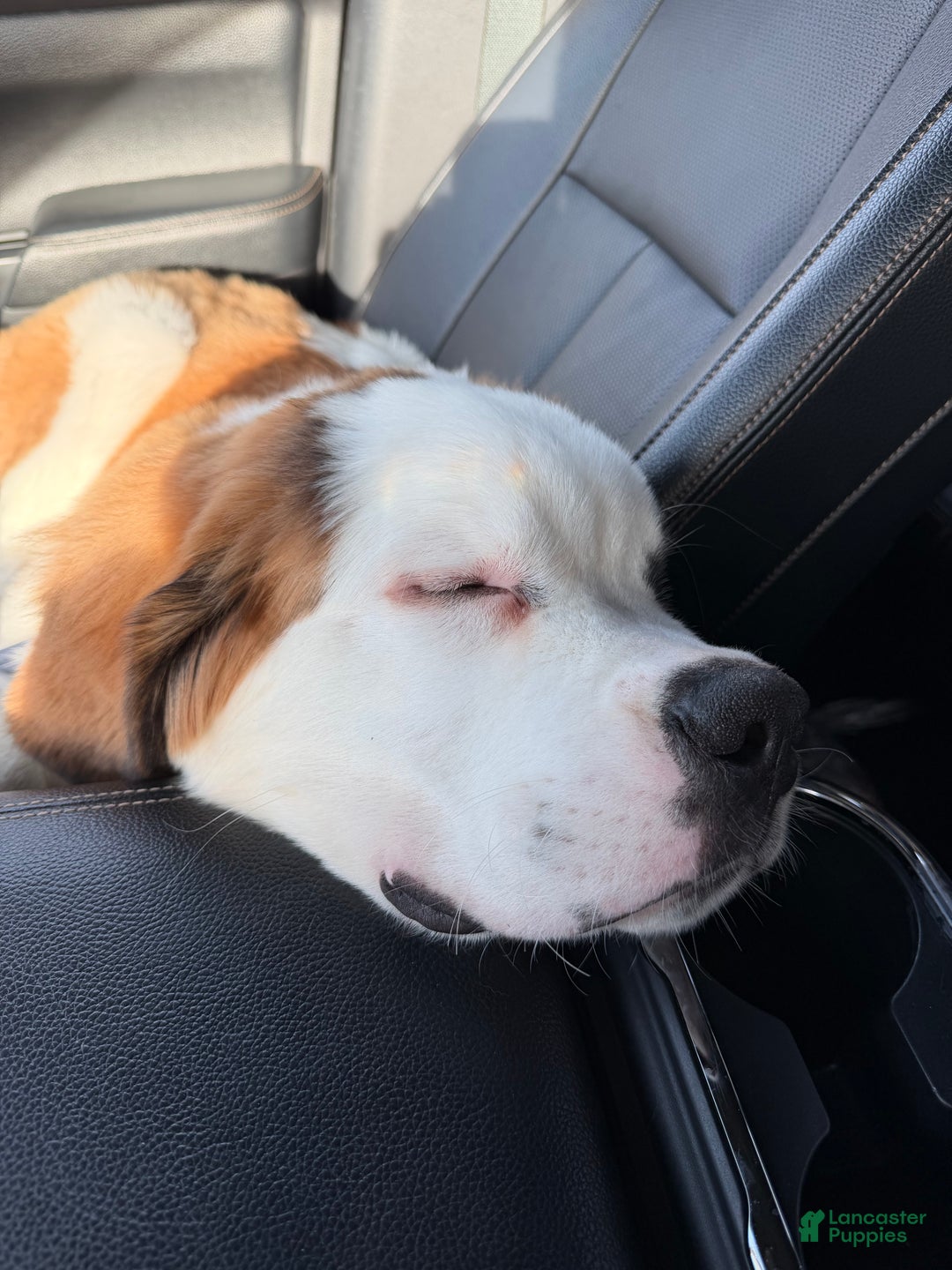Saint Bernard dogs for sale: Travis  - Ad 3