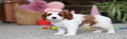 Cavapoo dogs for sale: Lucy - Ad 2