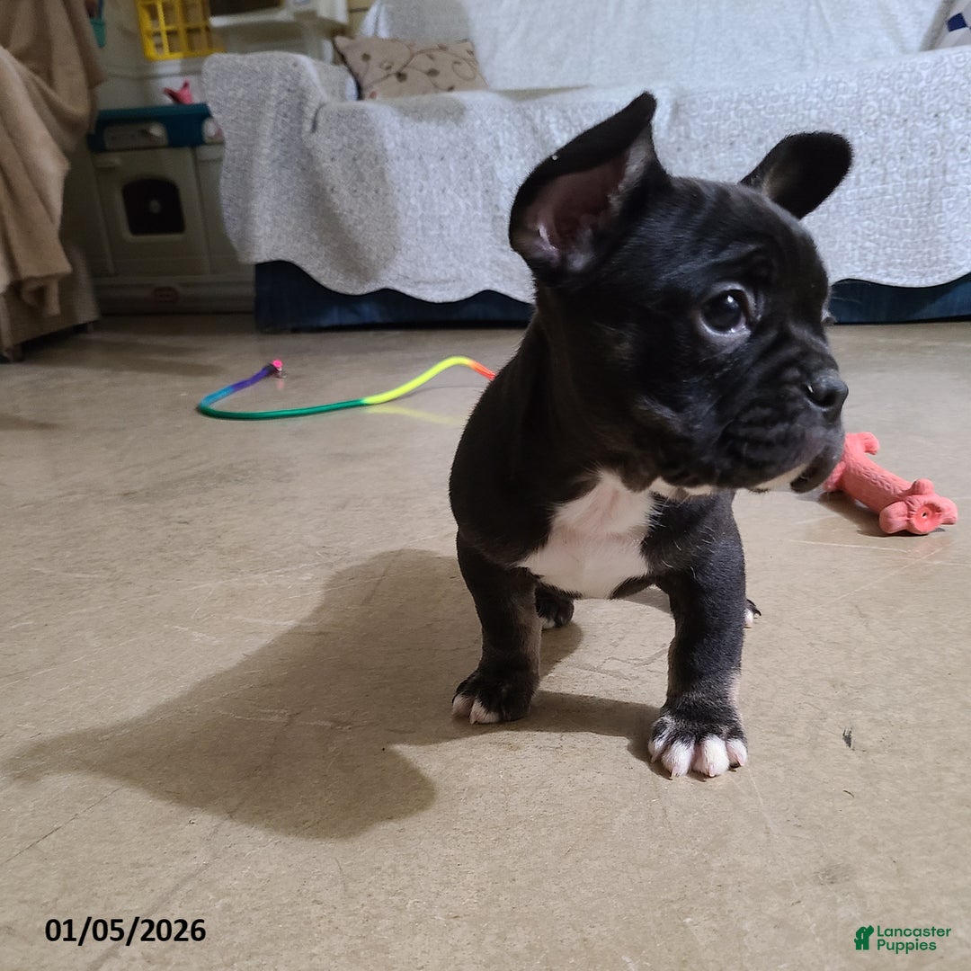 French Bulldog dogs for sale: Flint - Ad 2