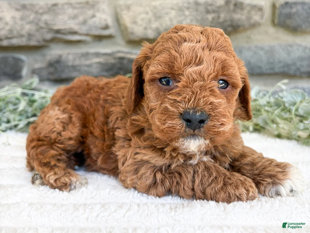 Toy Poodle dogs for sale: Coco - Ad 5