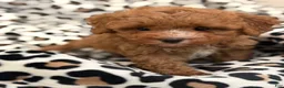 Toy Poodle dogs for sale: Fifi - Ad 5