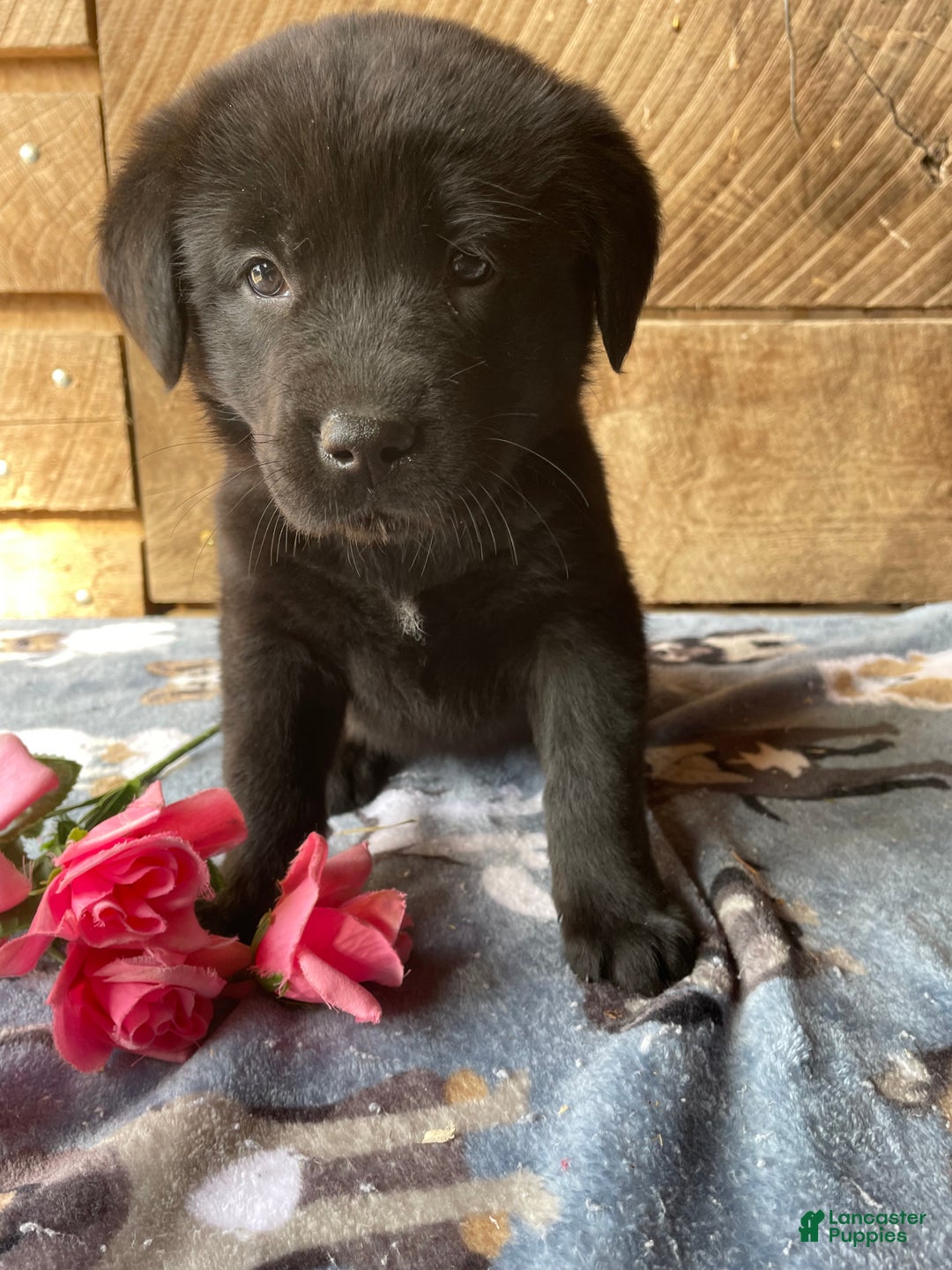 Mixed Breed dogs for sale: Glow - Ad 1