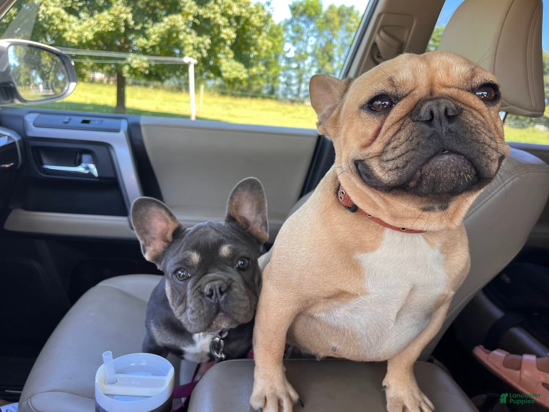 Gallery Image {{count}}