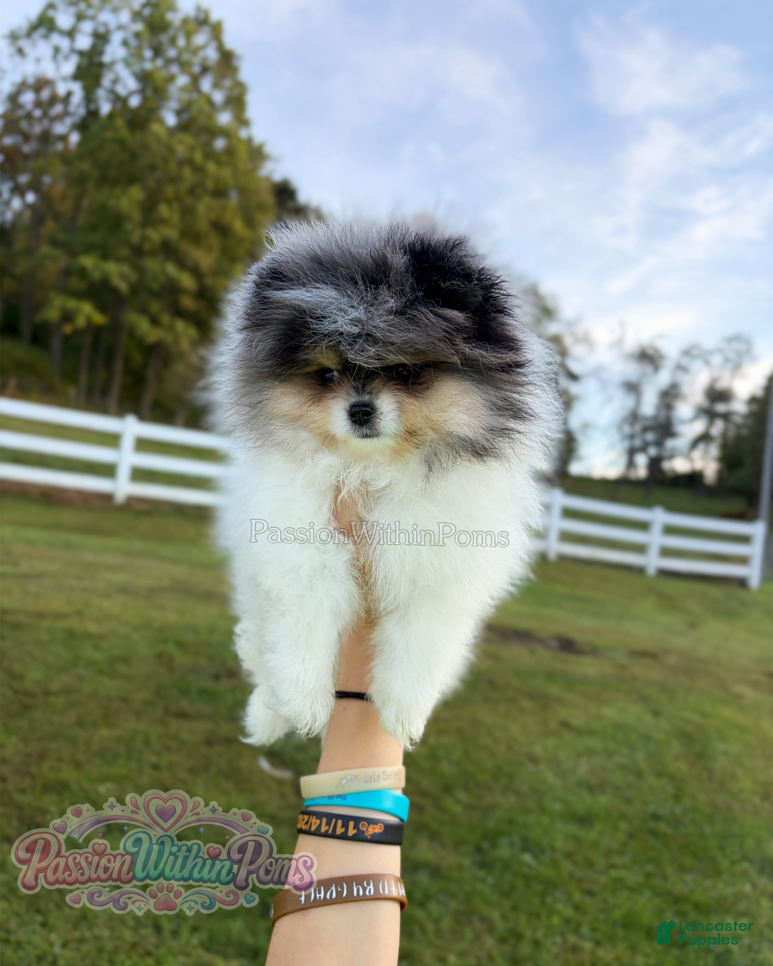 Pomeranian dogs Little Jupiter - Ad 41