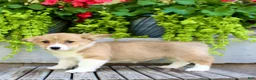 Welsh Corgi Pembroke dogs for sale: Roxy - Ad 5