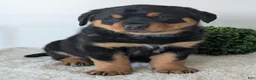 Mixed Breed dogs for sale: Tank - Ad 2