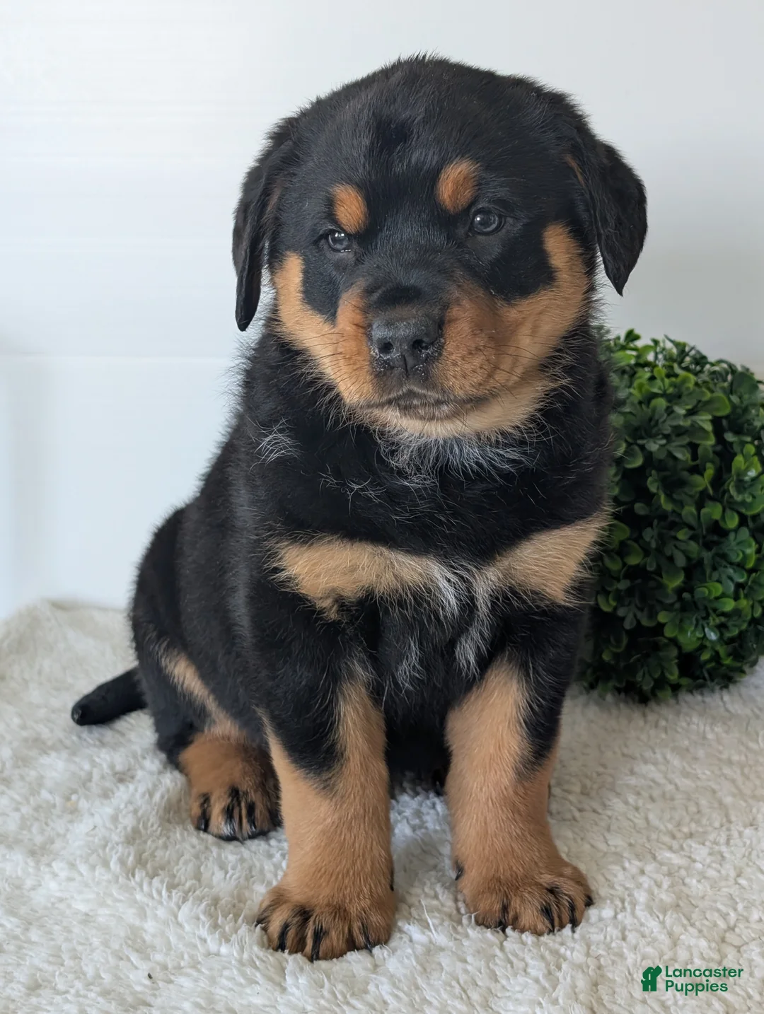 Mixed Breed dogs for sale: Tank - Ad 2