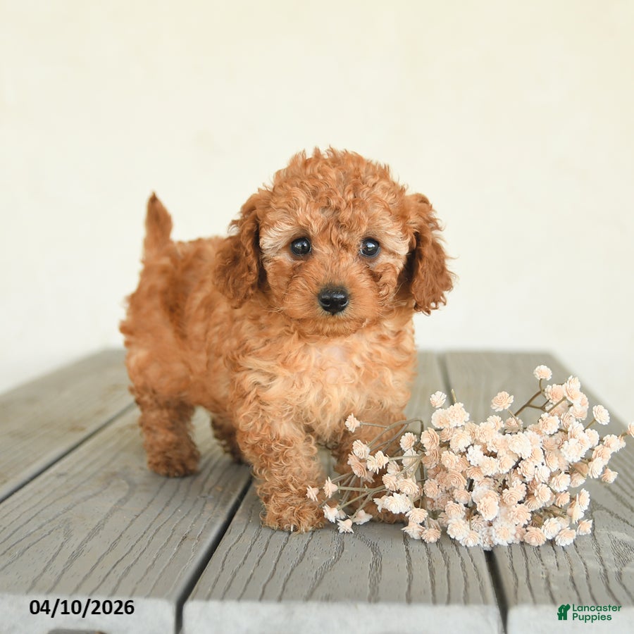 Toy Poodle dogs Candy - Ad 1