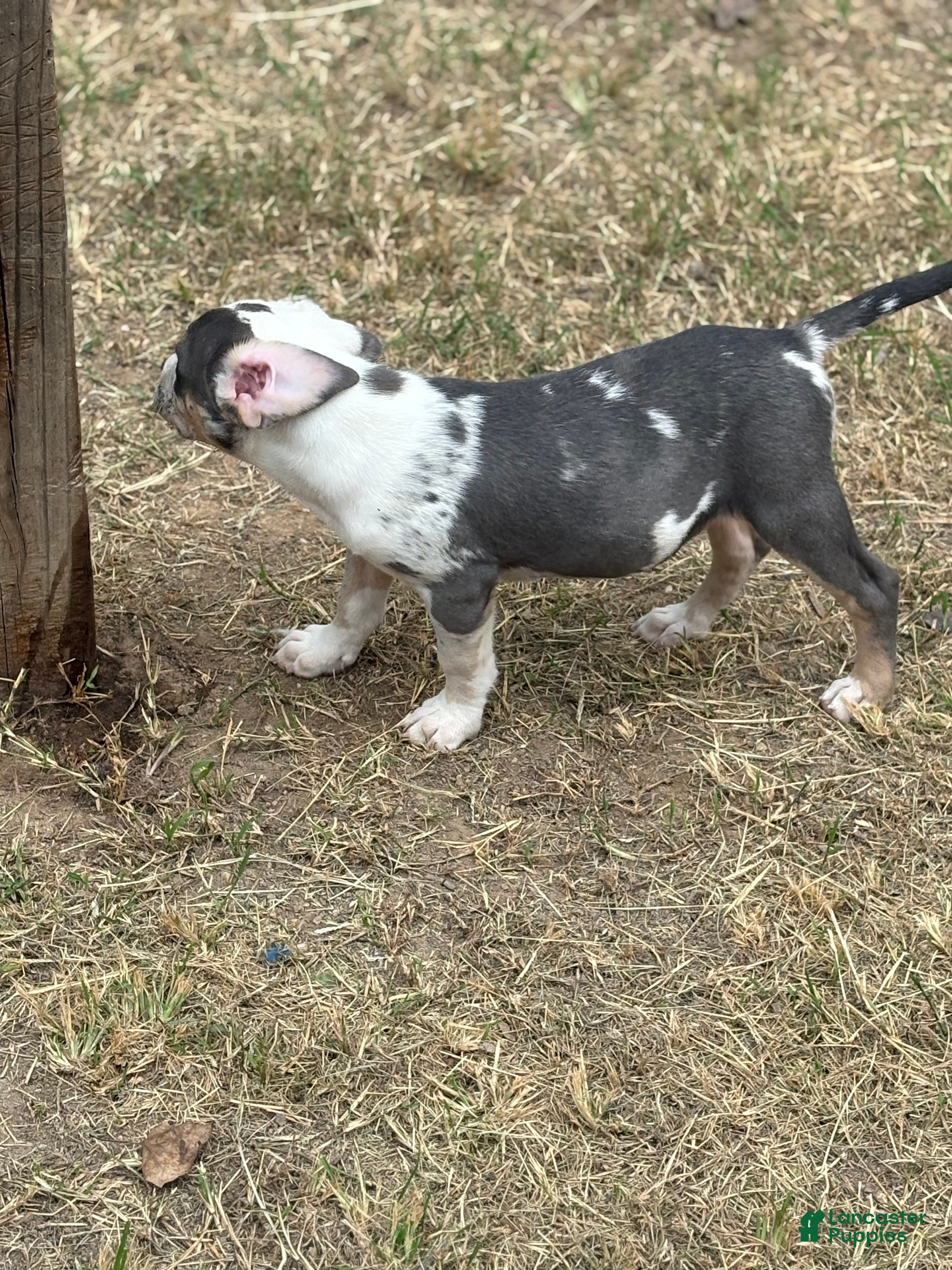 American Bully dogs Sincere - Ad 2