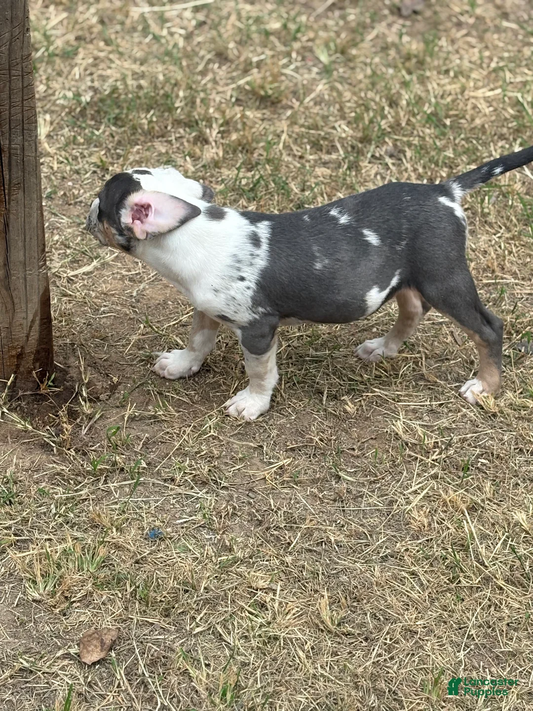 American Bully dogs for sale: Sincere - Ad 2