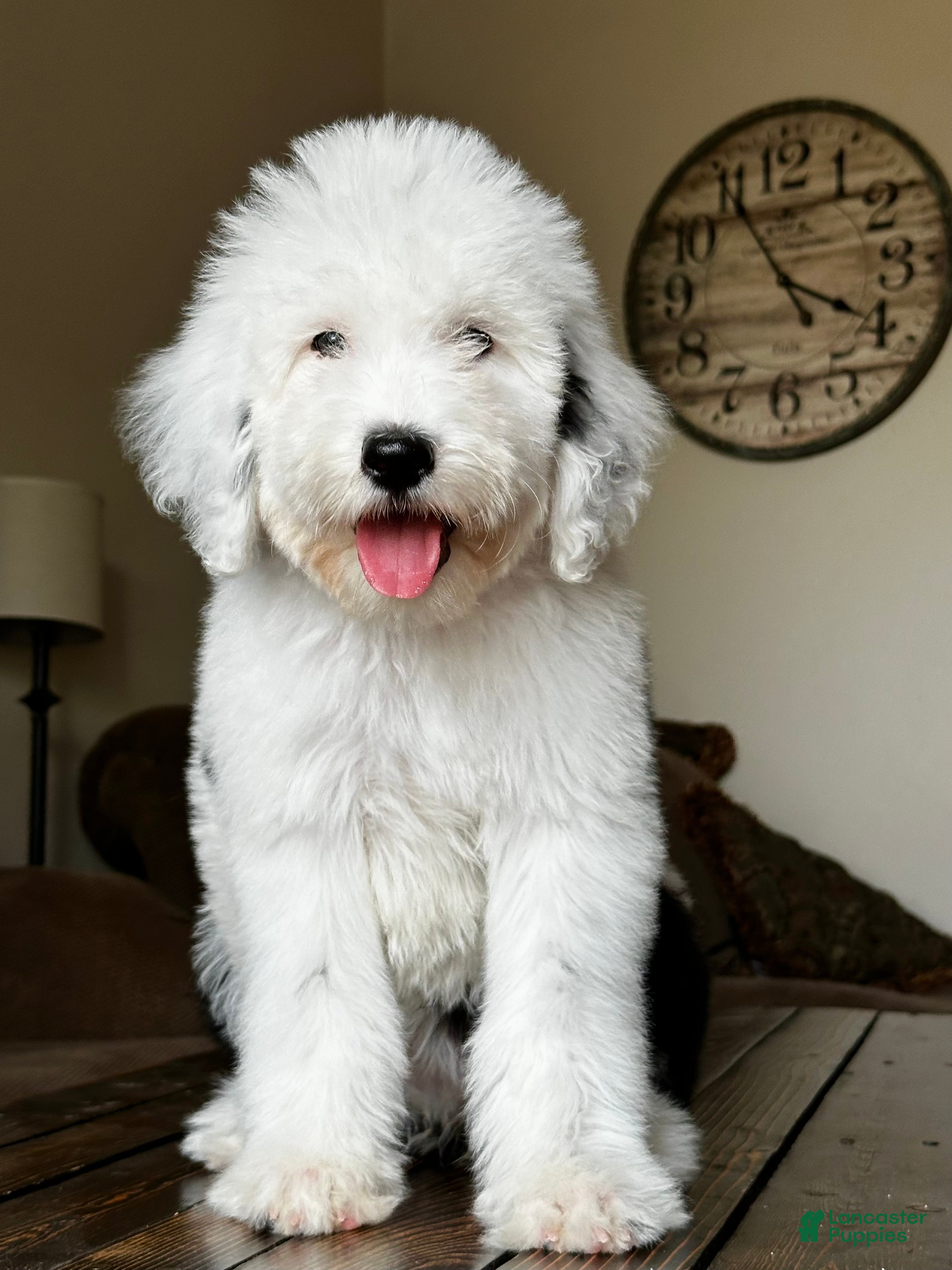 Sheepadoodle dogs Claire - Ad 1