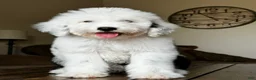 Sheepadoodle dogs for sale: Claire - Ad 1