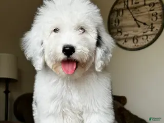 Sheepadoodle dogs for sale: Claire - Ad 2