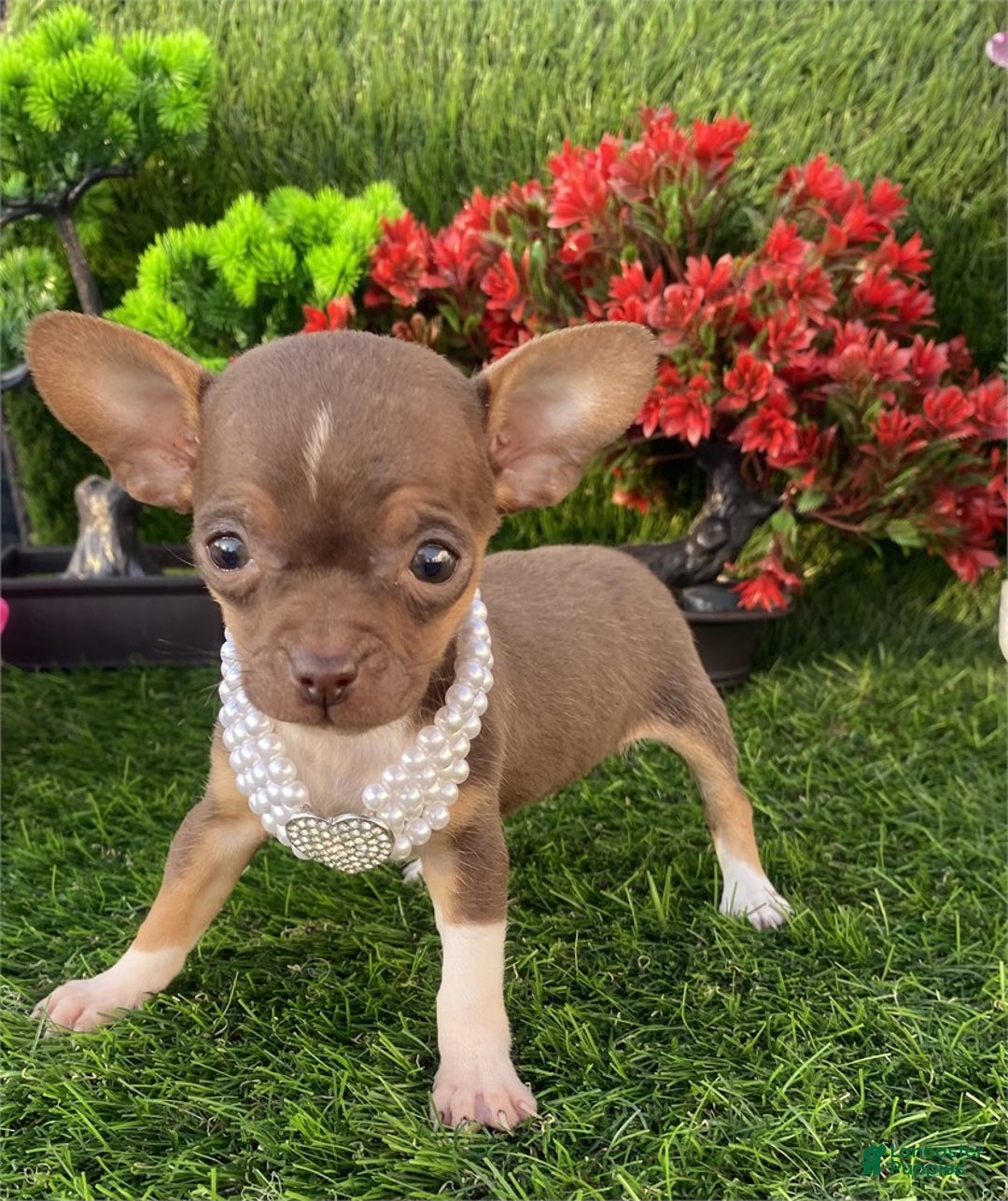 Chihuahua dogs for sale: Chihuahua Puppy 1 - Ad 2