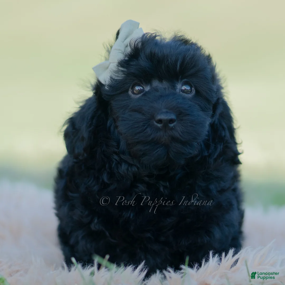 Mini Goldendoodle dogs for sale: Coal - Ad 1