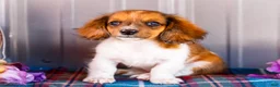 Miniature Dachshund dogs for sale: Brian - Ad 5