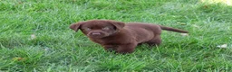 Labrador Retriever dogs for sale: Mabel - Ad 4