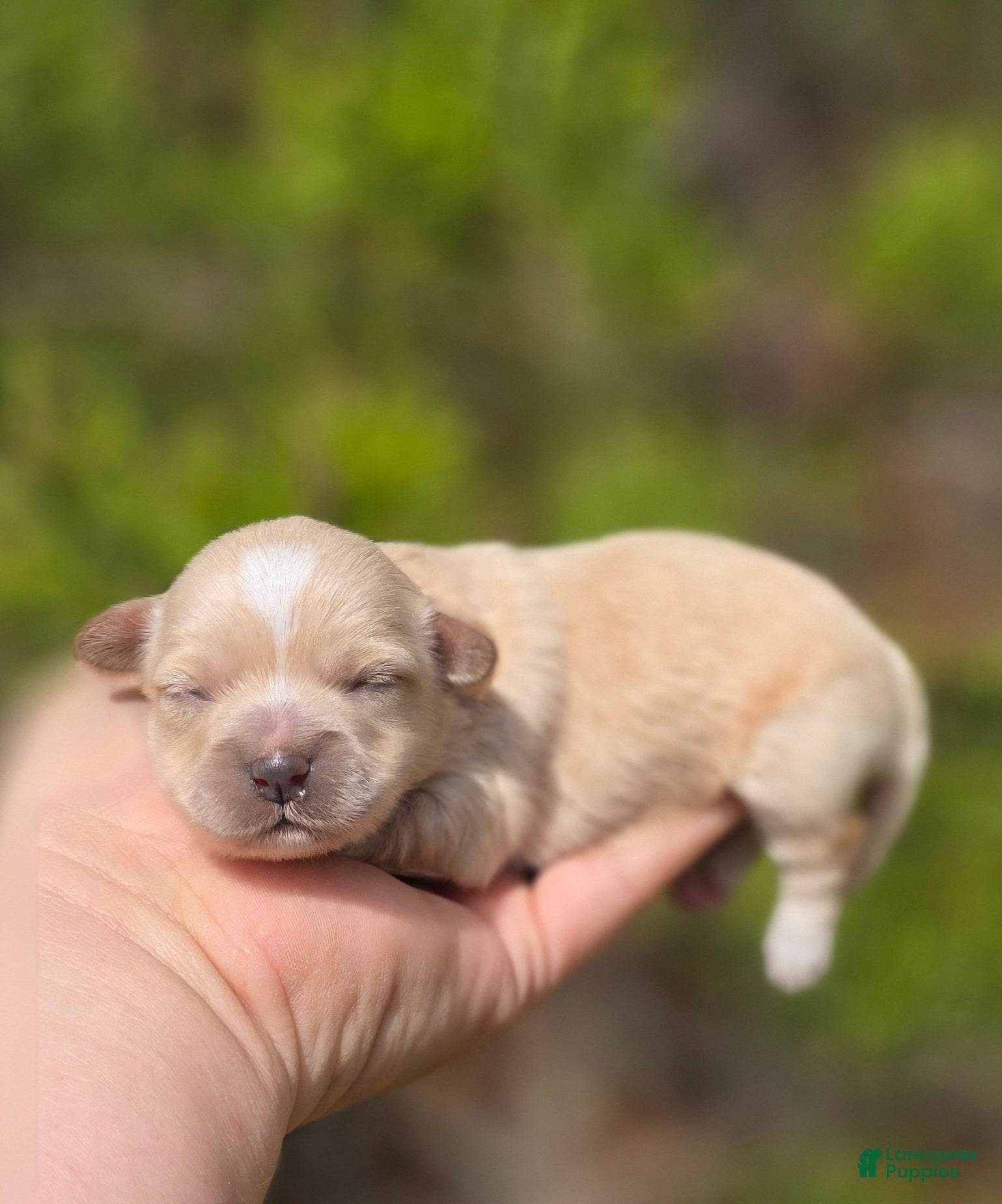 Maltipoo dogs Gypsy  - Ad 37