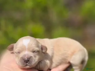 Maltipoo dogs Gypsy - Ad 37