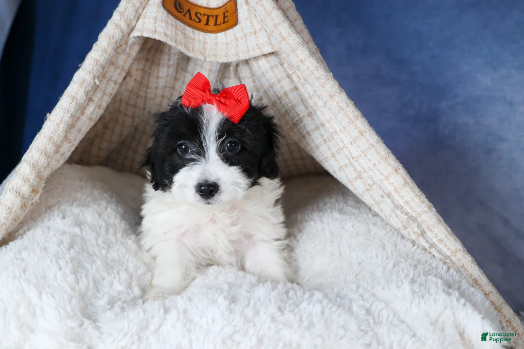 Havapoo dogs for sale: FRITZ - Ad 12