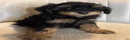 Cavapoo dogs for sale: Luca - Ad 17